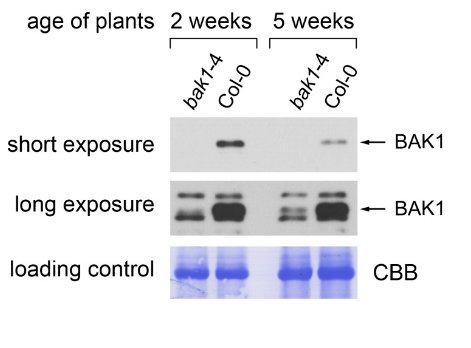 western blot using anti-Bak1 antibodies